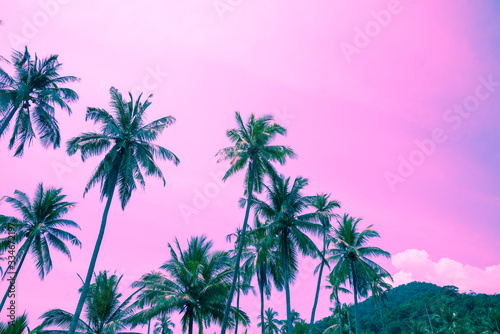 Beautiful coconut palm tree forest in sunshine day clear sky background color fun tone. Travel tropical summer beach holiday vacation or save the earth, nature environmental concept.