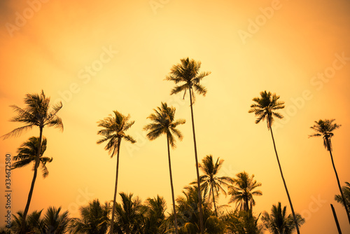 Beautiful silhouette coconut palm tree forest in sunset evening golden sunlight background. Travel tropical summer beach holiday vacation or save the earth  nature environmental concept.