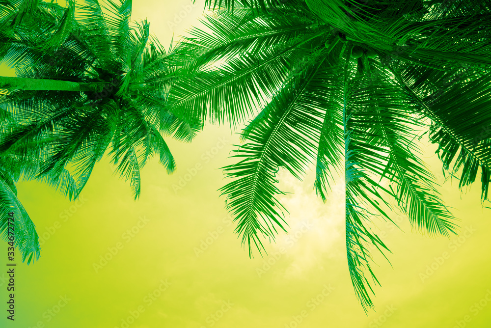 Beautiful coconut palm tree leaves in sunshine day clear sky background color fun tone. Travel tropical summer beach holiday vacation or save the earth, nature environmental concept.
