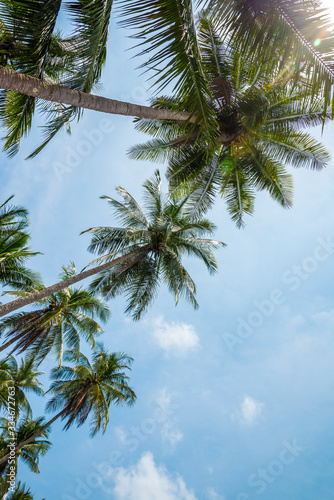 Beautiful coconut palm tree forest in sunshine day clouds sky background. Travel tropical summer beach holiday vacation or save the earth  nature environmental concept.