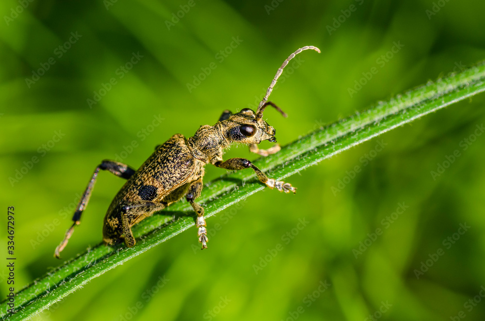 Fototapeta premium Beetle crawls on a narrow leaf of grass