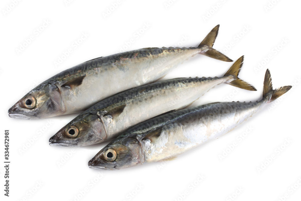 Chub mackerel (Pacific mackerel, saba) Chub mackerel (Pacific mackerel, saba)