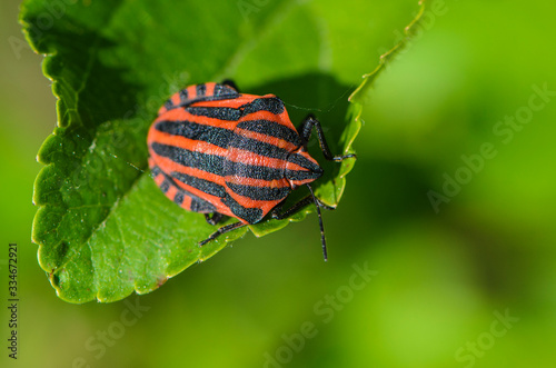 Red bug with black stripes sits on a leaf