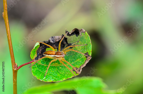 spider lurks on a leaf waiting for prey photo