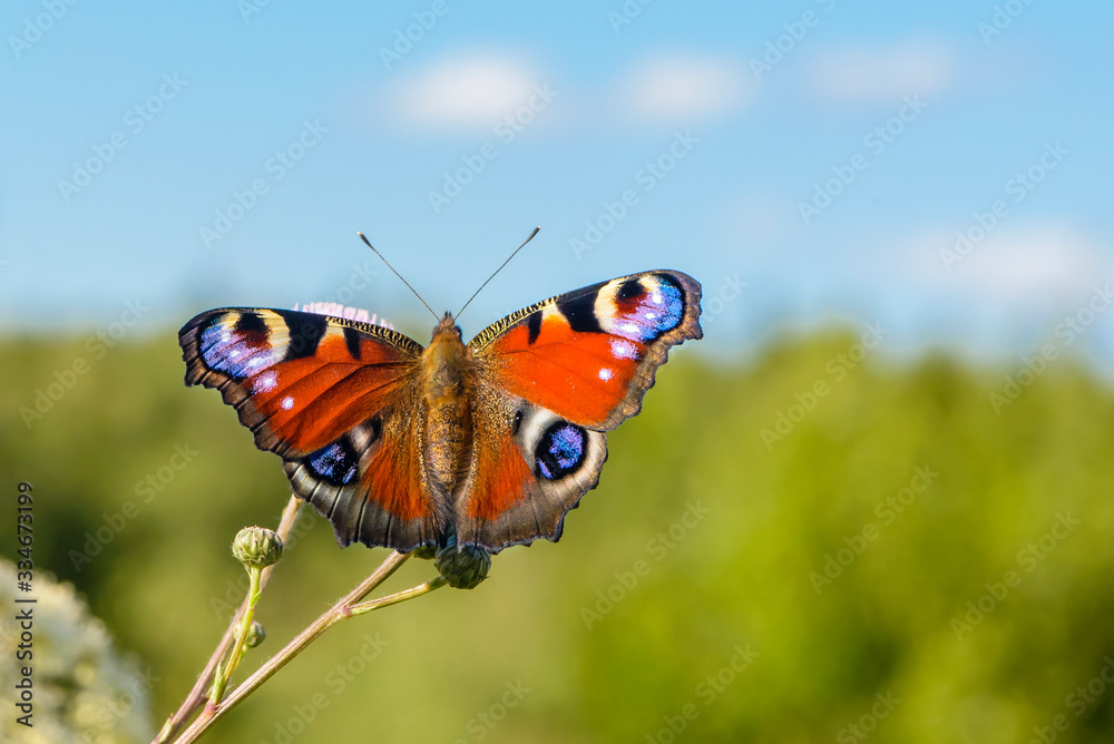 Beautiful butterfly with spots on wings sits on flower Beautiful butterfly with spots on wings sits on flower
