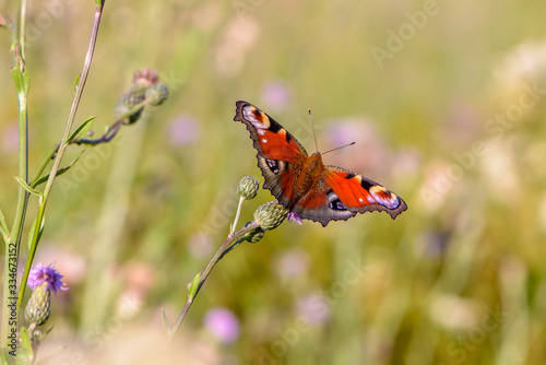 Beautiful butterfly with spots on wings sits on flower