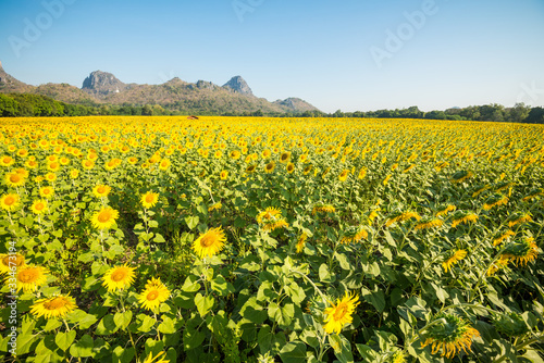 Beautiful blooming sunflowers field farming landscape with mountain hill and clear sunny day blue sky background in the summer morning  Thailand. Sunflowers oil is the non-volatile oil from seeds.