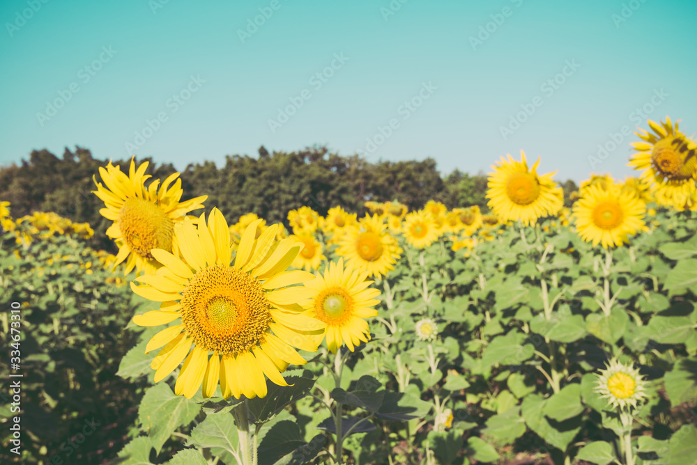 Obraz premium Beautiful blooming sunflowers in field farming garden with clear sunny day blue sky background in the summer morning, Thailand. Sunflowers oil is the non-volatile oil from seeds.