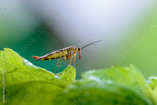 Female scorpion fly with motley wings © alex_1910