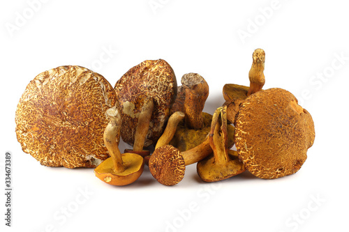 Boletus ferrugineus (Xerocomus spadiceus) and Rugiboletus extremiorientalis mushrooms. Delicacy photo