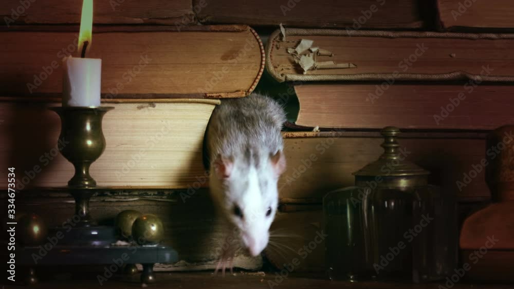Cute gray rat crawls between old books on the table with a candlestick and writing materials