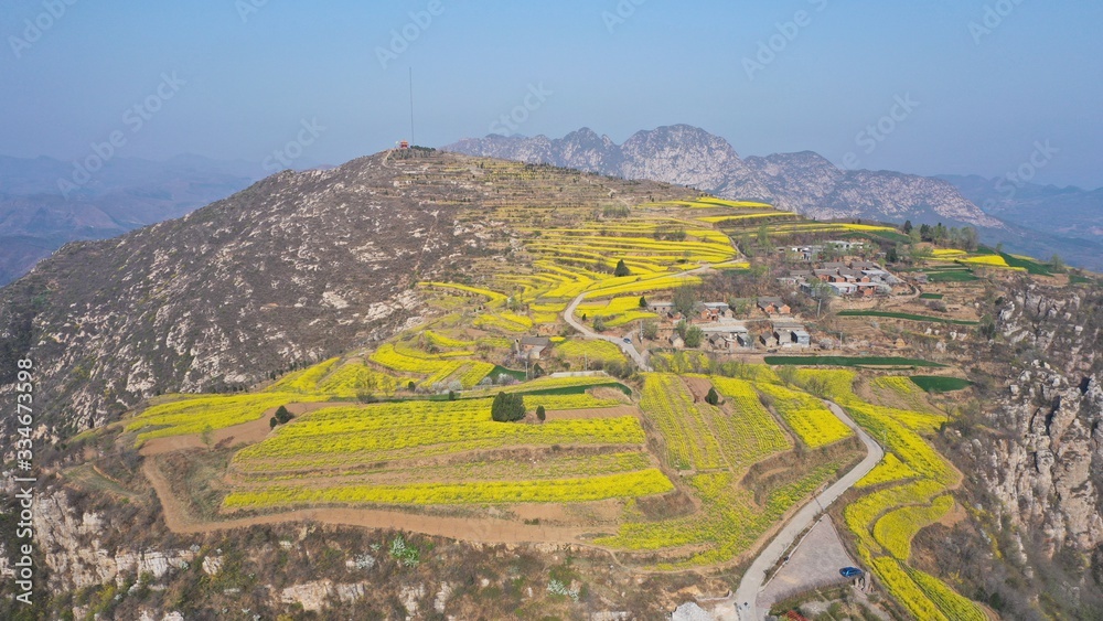 Yellow rapeseed fields in a valley, beautiful rural scenery