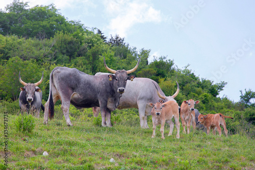 Maremmaner Rinder, Hausrinderrasse, Grassteppen der Maremmen, Toskana, Italien, Europa photo
