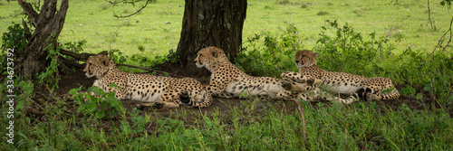 Panorama of three cheetah lying by tree
