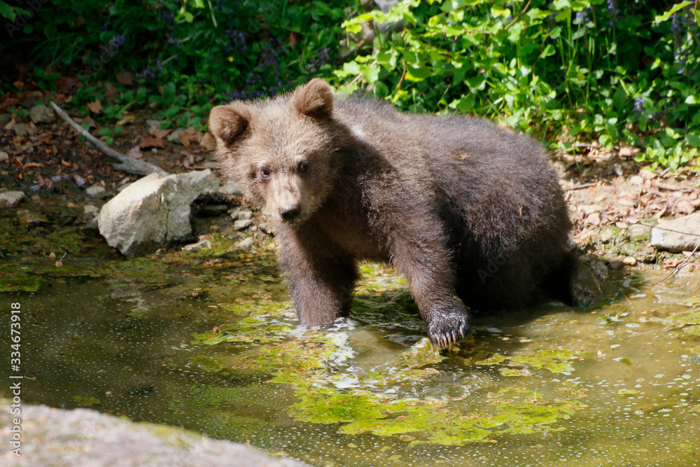 Obraz premium Europäischer Braunbär (Ursus arctos) Jungtier spielt im Wasser