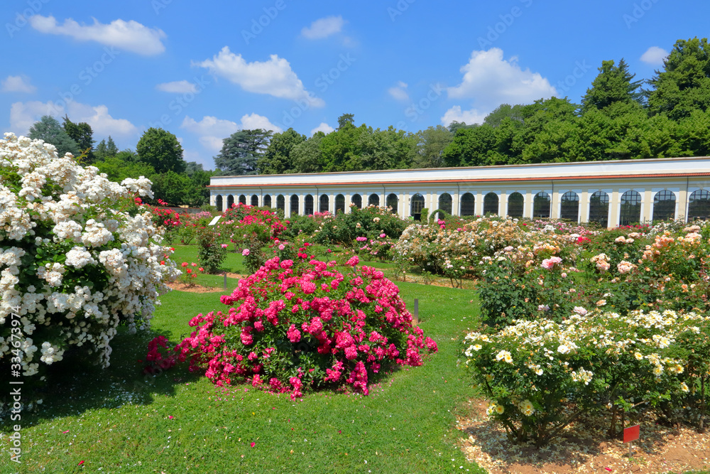 garden with roses in park of royal  villa in monza city in italy