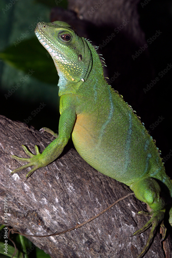Fototapeta premium Grüne Wasseragame (Physignathus cocincinus) auf Baumstamm