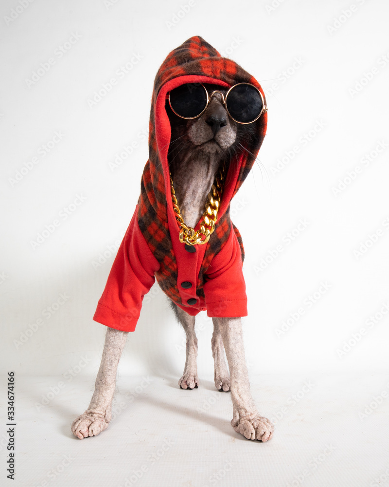Rapper Lykoi Rapper Lykoi