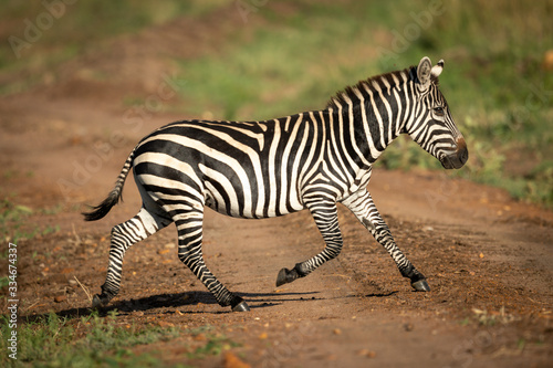 Plains zebra crosses dirt track in sunshine