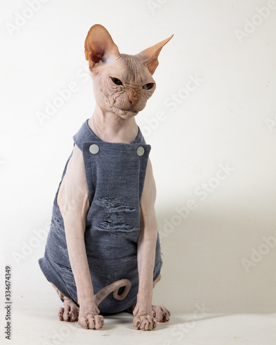 Angry sphynx