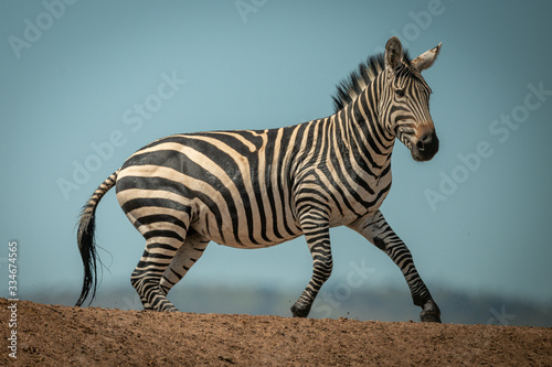 Plains zebra gallops over ridge in sun