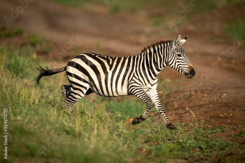 Plains zebra jumps over ditch onto track