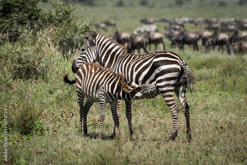 Plains zebra nursing foal by great migration