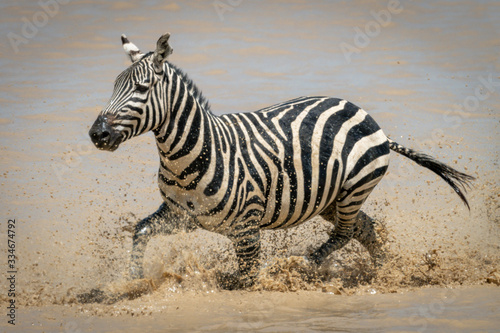 Plains zebra splashes through shallow muddy lake