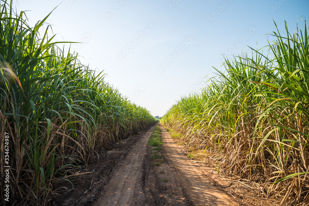 Agriculture sugarcane field farm with blue sky in sunny day background and copy space, Thailand. Sugar cane plant tree in countryside for food industry or renewable bioenergy power. Agriculture sugarcane field farm with blue sky in sunny day background and copy space, Thailand. Sugar cane plant tree in countryside for food industry or renewable bioenergy power.