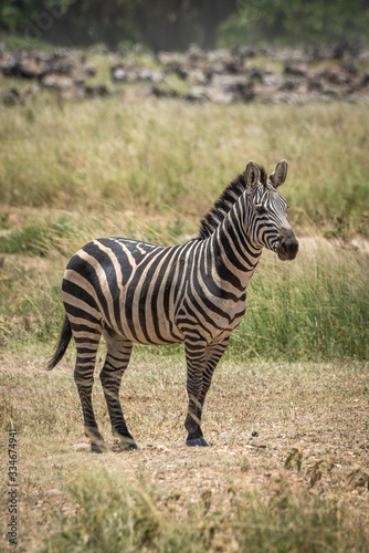 Plains zebra stands eyeing camera near wildebeest