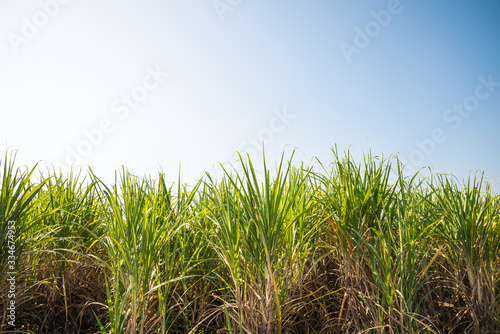 Agriculture sugarcane field farm with blue sky in sunny day background and copy space, Thailand. Sugar cane plant tree in countryside for food industry or renewable bioenergy power.