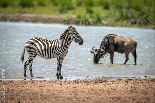 Plains zebra stands in shallows near wildebeest