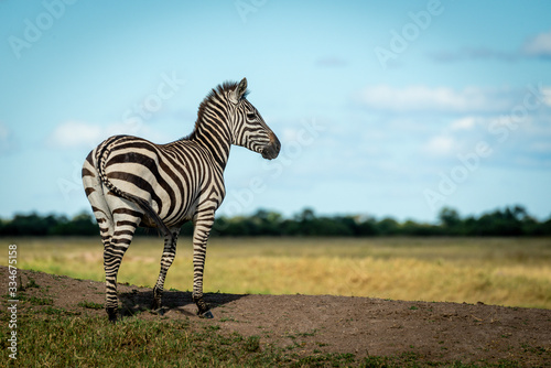 Plains zebra stands on bank facing right