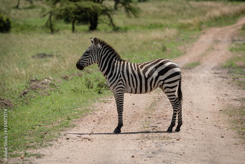 Plains zebra stands on track in profile