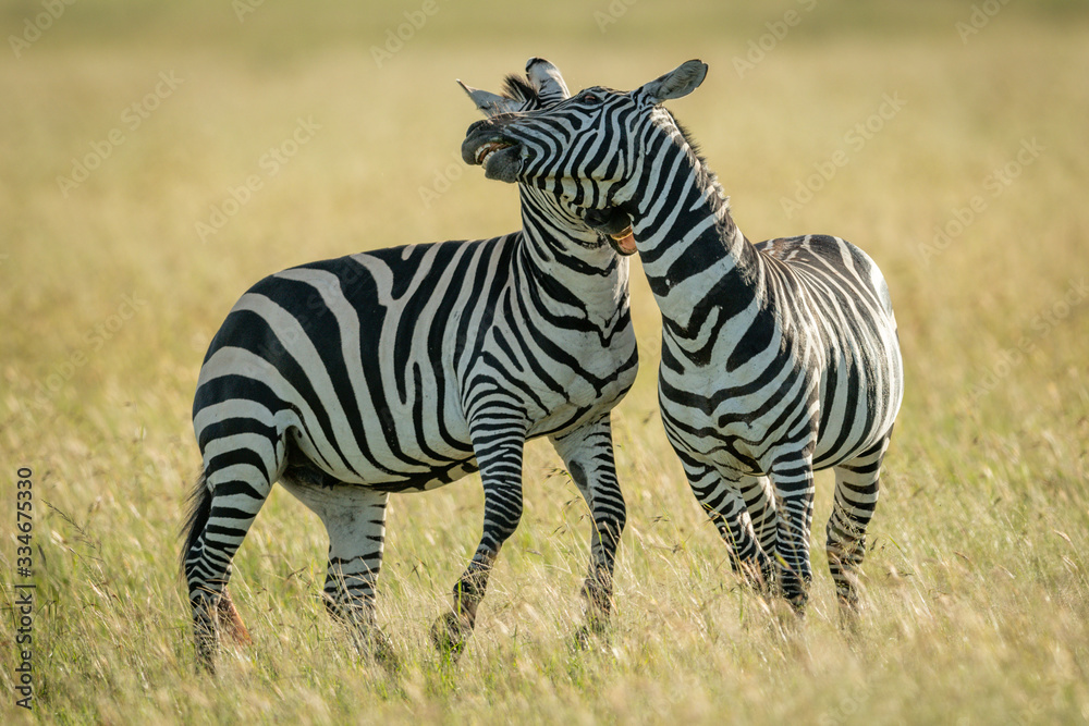 Plains zebras play fight in tall grass Plains zebras play fight in tall grass