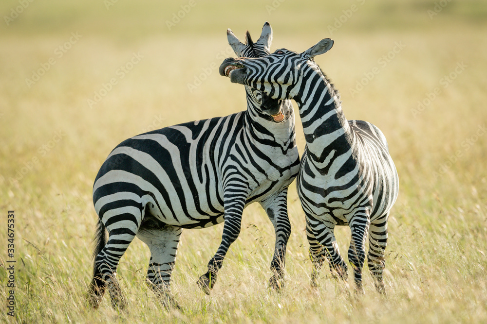 Plains zebras play fight in long grass Plains zebras play fight in long grass