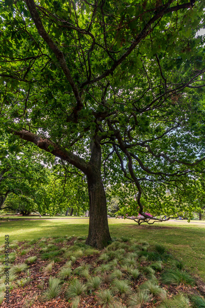 Tree on Albert Park in Auckland, New Zealand Tree on Albert Park in Auckland, New Zealand