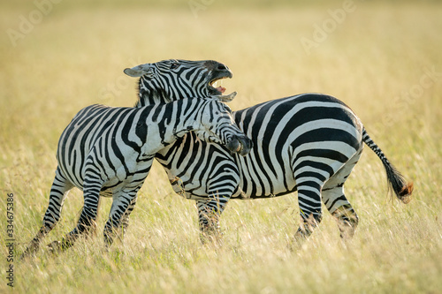 Plains zebras play fighting in tall grass