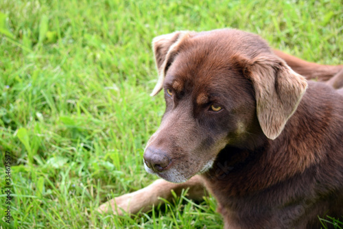 Labrador sitting in gras, close up