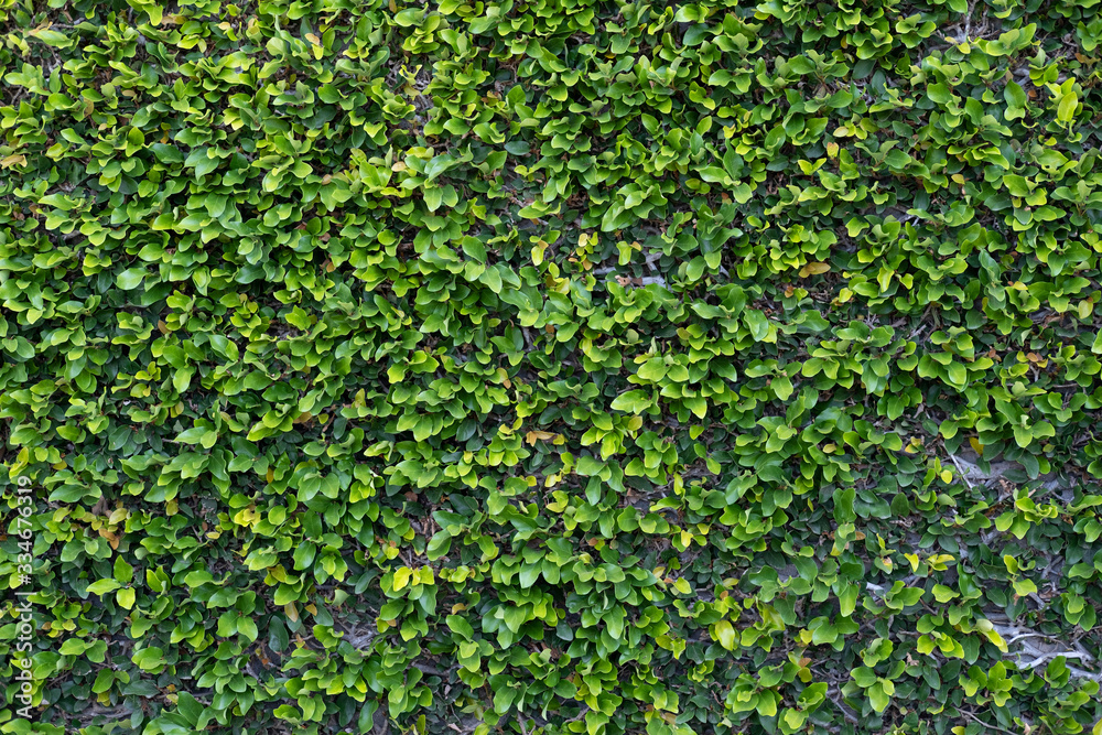 Background of foliage, green fresh small leaves on the wall in vintage style. Background of foliage, green fresh small leaves on the wall in vintage style.
