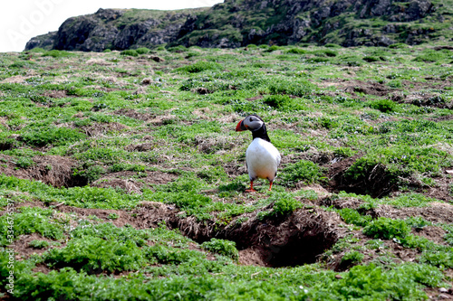 Atlantic puffin