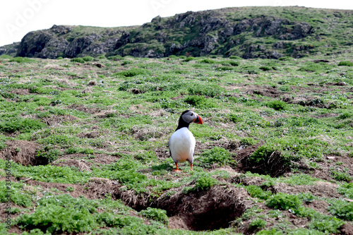 Atlantic puffin
