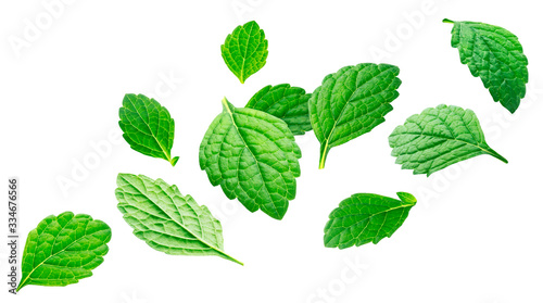 Falling melissa leaves, lemon balm isolated on white background