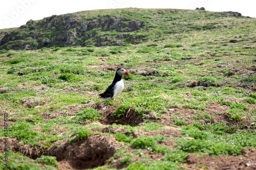 Atlantic puffin near burrow