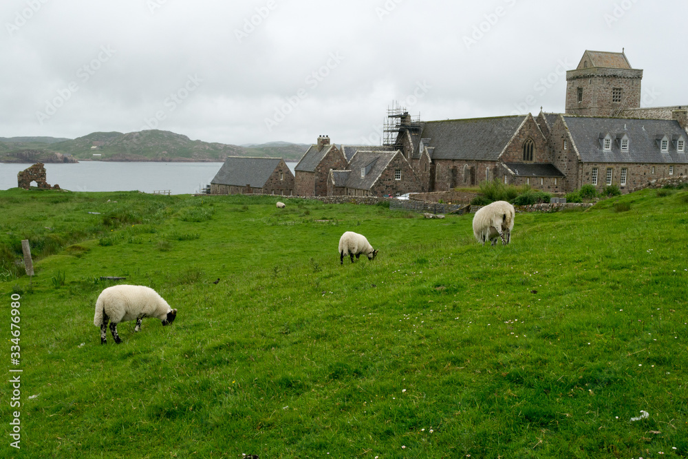 Fototapeta premium Some white sheeps in a green lawn in in Iona island o little isle of the inner Hebrides in Scotland. The ewes graze quietly and free in front of the old abbey, the main landmark of this place