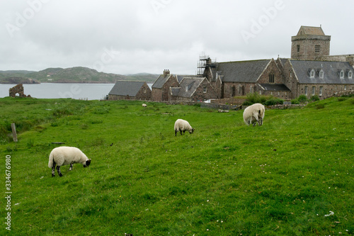 Fototapeta Some white sheeps in a green lawn in  in Iona island o little isle of the inner Hebrides in Scotland