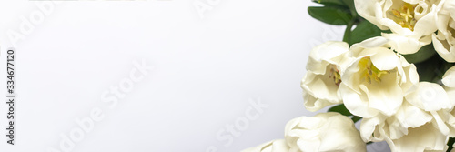 Beautiful fresh cream tulips on a light background. Close-up. Top view, flat lay. Spring concept, spring flowers. Banner