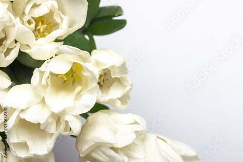 Beautiful fresh cream tulips on a white background. Top view, flat lay. Spring concept, spring flowers