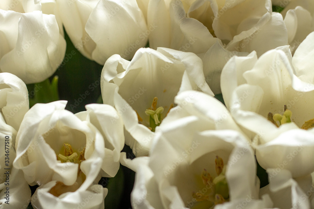Bouquet of beautiful fresh cream tulips. Close-up. Top view, flat lay. Spring concept, spring flowers