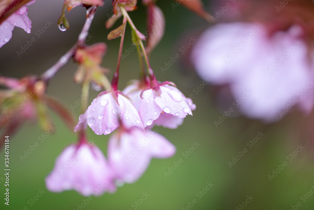 雨に濡れたサクラ 雨に濡れたサクラ
